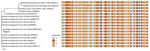 Phylogenetic tree (left) and aligned sequences (right) of Orientia spp. and locally endemic Rickettsia spp. in a study of Orientia genus endemicity among severe infectious disease cohorts, Uganda. We compared the 16S rRNA gene with an Orientia infection (case D) in Uganda. We aligned the 96-bp amplicon region and created the tree by using the neighbor-joining algorithm in R (The R Foundation for Statistical Computing, https://www.r-project.org). GenBank accession numbers of reference sequences are in parentheses. A single polymorphism aligned with Candidatus O. chuto, possibly differentiating case D from other Orientia spp. Scale bar indicates nucleotide substitutions per site.