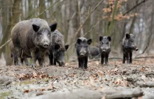 Dziki rozbiły gang narkotykowy. Zjadły cały towar