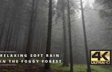 4K Relaxing Rain In The Foggy Forest - 2 Hrs of Nature Sounds For Sleep, Study,