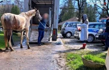 Odpowie za znęcanie sią nad zwierzętami. Konie były zaniedbane i wychudzone