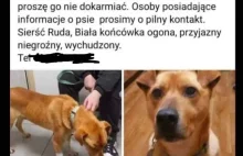 Fundacja DIOZ kradnie psy z posesji