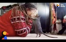 Zabawa szczura ze swoją panią