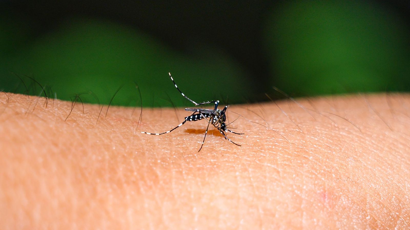 Aedes mosquitoes capable of carrying a range of harmful viruses are moving to new areas with climate change (Credit: Getty Images)