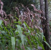 Hierba Lentejuela, Avena Loca, Avena Del Mar Del Norte marrón Planta