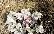 Heuchera, Koralli Kukka, Koralli Kelloja, Alumroot hopeanhohtoinen Kasvi