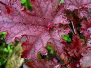 Heuchera, Korallenrote Blumen, Korallen Glocken, Alumroot rot Pflanze