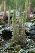 gaiši zaļš Augs Muļķis Cepures (Orostachys) foto