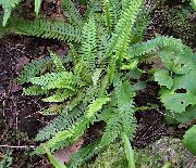 Blechnum verde Plantă