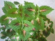 Coleus, Urzica Flacără, Urzica Pictat verde Plantă