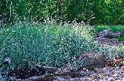 Lyme Herbe Bleue, Le Sable Ray-Grass bleu ciel Plante