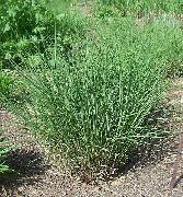 Eulália, Grama Novo, Grama Zebra, Silvergrass Chinês verde Planta