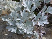 Dwarf Mugwort silvery Plandaí