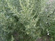 Mormónta, Mugwort silvery Plandaí