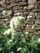 Valeriană, Gradina Heliotrop alb Floare