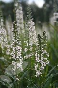 Lysimachia Ephemerum blanco Flor