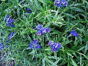 Campo Gromwell, Mais Gromwell blu Fiore