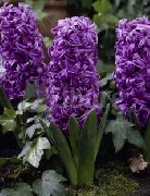 Dutch Hyacinth corcra Bláth