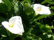 Calla Lelie, Aronskelklelie wit Bloem