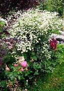 Böjt Renfana, Lockigt Renfana, Dubbel Renfana, Ormbunke Blad Renfana, Fernleaf Gyllene Knappar, Silver Renfana vit Blomma