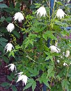 Atragene, Clematis Mici Flori alb Floare