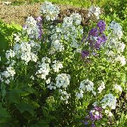 Wallflower, Cheiranthus alb Floare