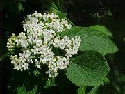 Lantana biela Kvetina