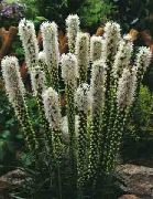 Gayfeather, Stele Aprins, Buton Snakeroot alb Floare