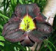 Daylily შავი ყვავილების