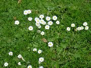 Bellis Margherita, Margherita Inglese, Prato Margherita, Bruisewort bianco Fiore