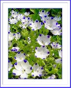 Nemophila, Babyblauaugen weiß Blume