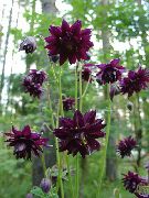 Columbine Flabellata, Eiropas Ozoliņi burgundietis Zieds