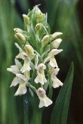 Palude Orchidea, Orchidea Maculata bianco Fiore