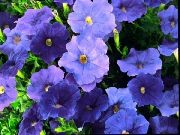 Petunia blauw Bloem