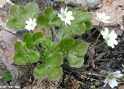 Liverleaf, La Hepática, Hepatica Roundlobe blanco Flor