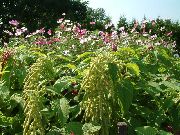 Amaranthus, სიყვარული ტყუილების-სისხლდენა, Kiwicha მწვანე ყვავილების