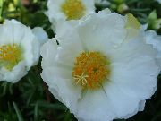 Sol Växt, Portulaca Ökade Mossa vit Blomma