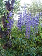 Streamside Lupine blauw Bloem