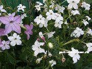 Blühenden Tabak weiß Blume