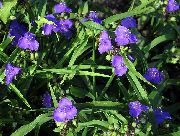 Virginia Spiderwort, Bayan Gözyaşları mavi çiçek