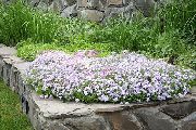 Strisciante Phlox, Muschio Phlox bianco Fiore