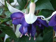 Kamperfoelie Fuchsia blauw Bloem