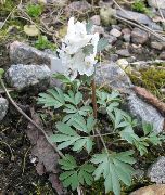 Corydalis balts Zieds