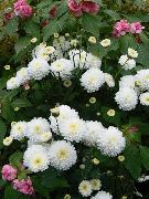 Fioristi Mamma, Mamma Pentola bianco Fiore