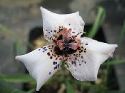 Moraea bianco Fiore