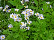 Alpine Aster orgován Kvetina