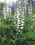 False Indigo branco Flor