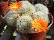 Corona Cactus arancione Impianto