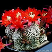 Rebutia czerwony Roślina