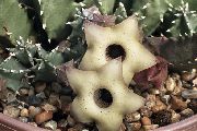 Huernia wit Plant