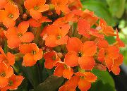 Kalanchoe orange Anlegg